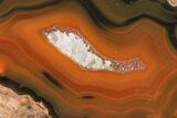 Colorful, Polished Condor Agate Section - Argentina #145527-1